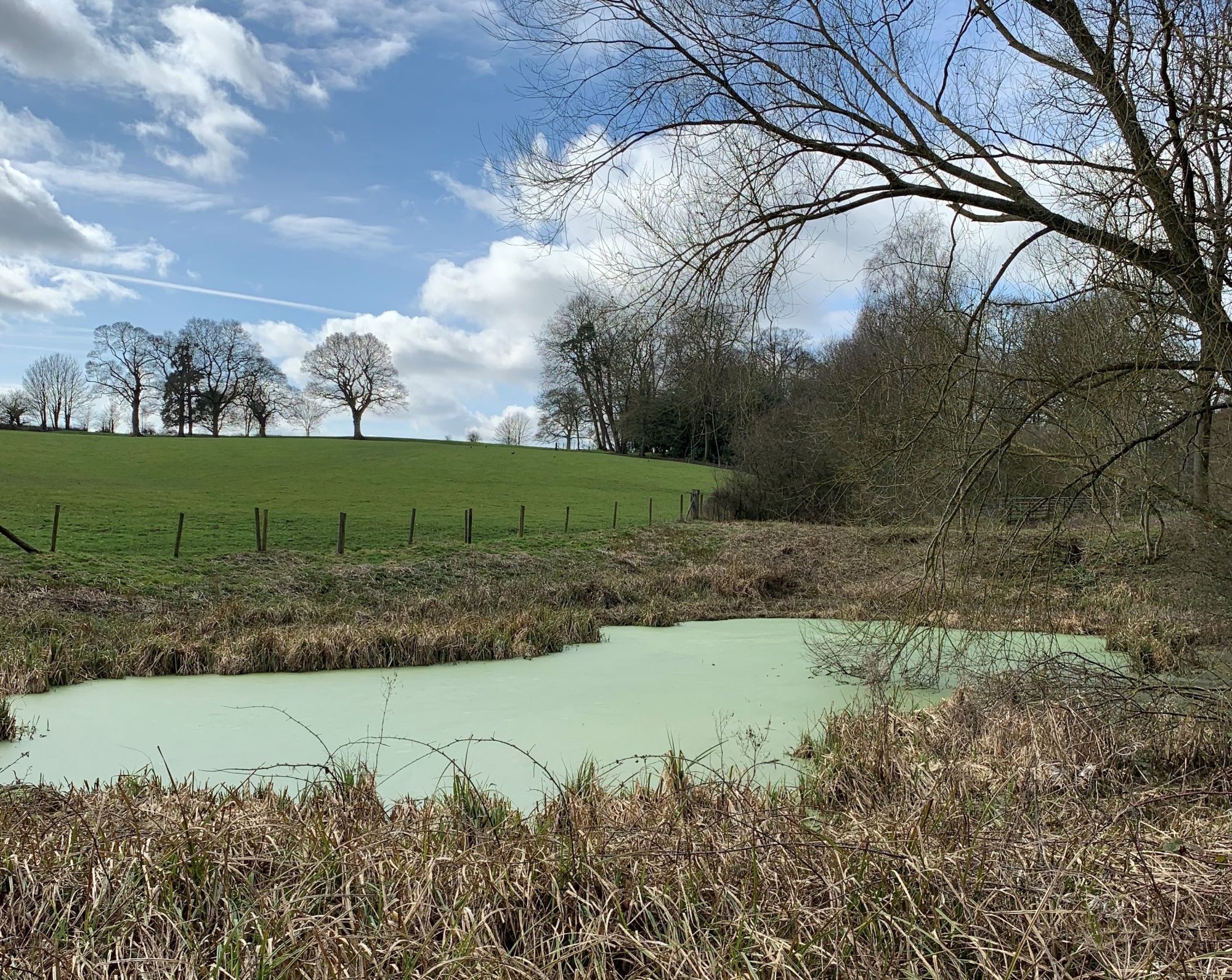 Thorpe Eutrophication